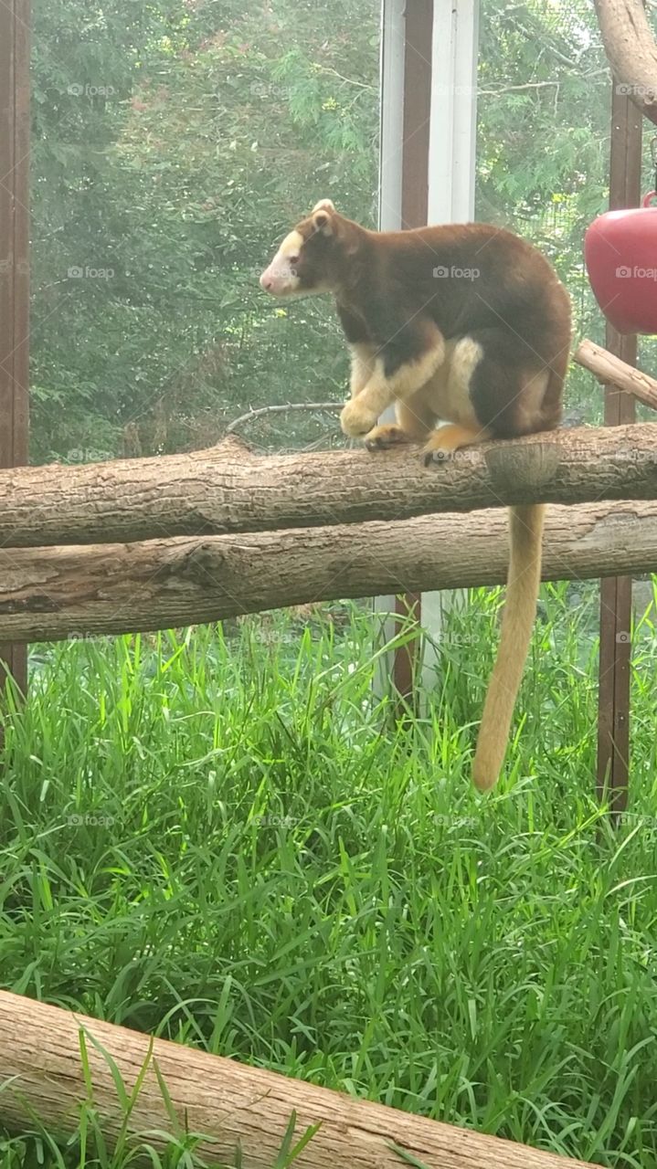 tree kangaroo