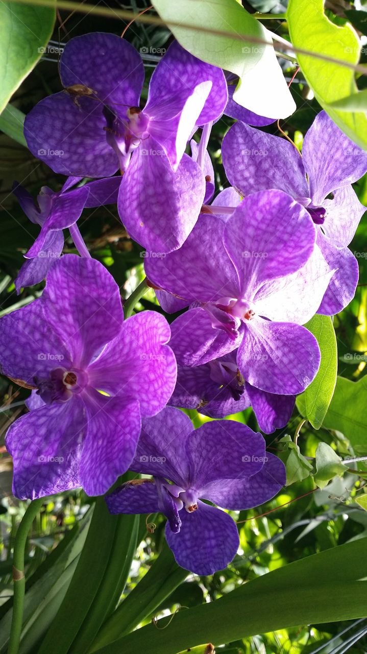 vanda