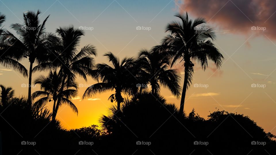 Silhouette of palm tree during sunrise