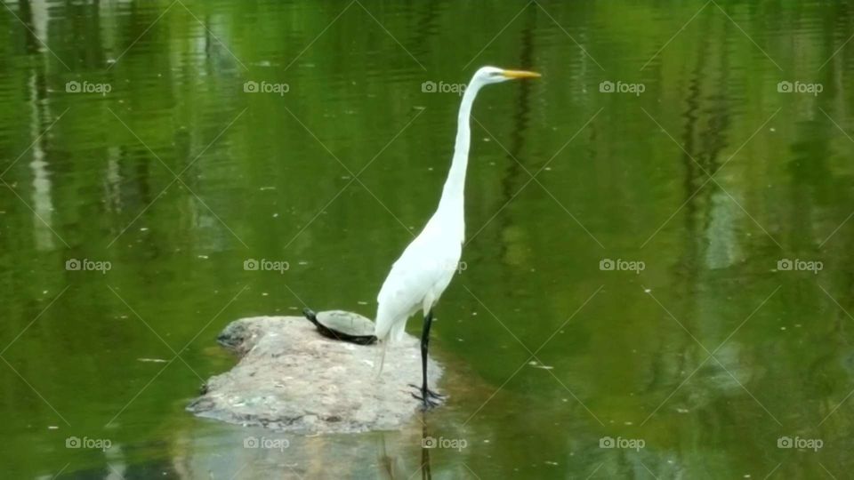 turtle and crane on rock in pond
