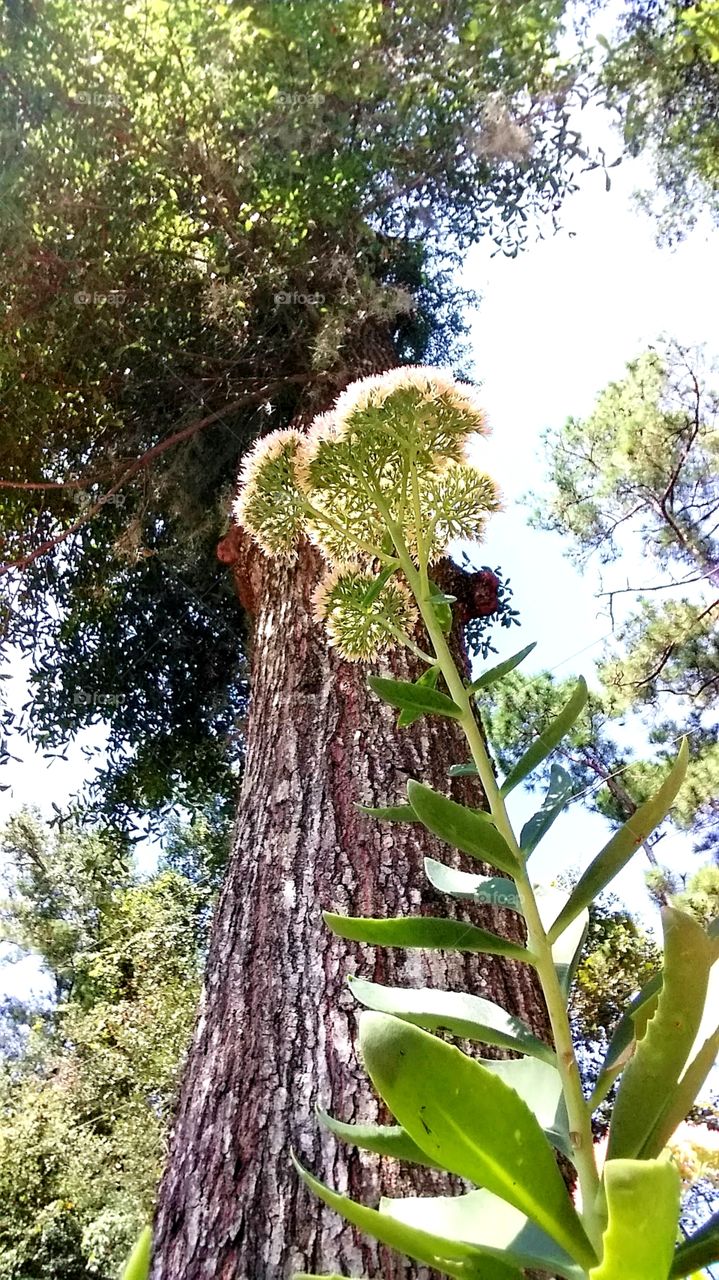 towering towards the sky