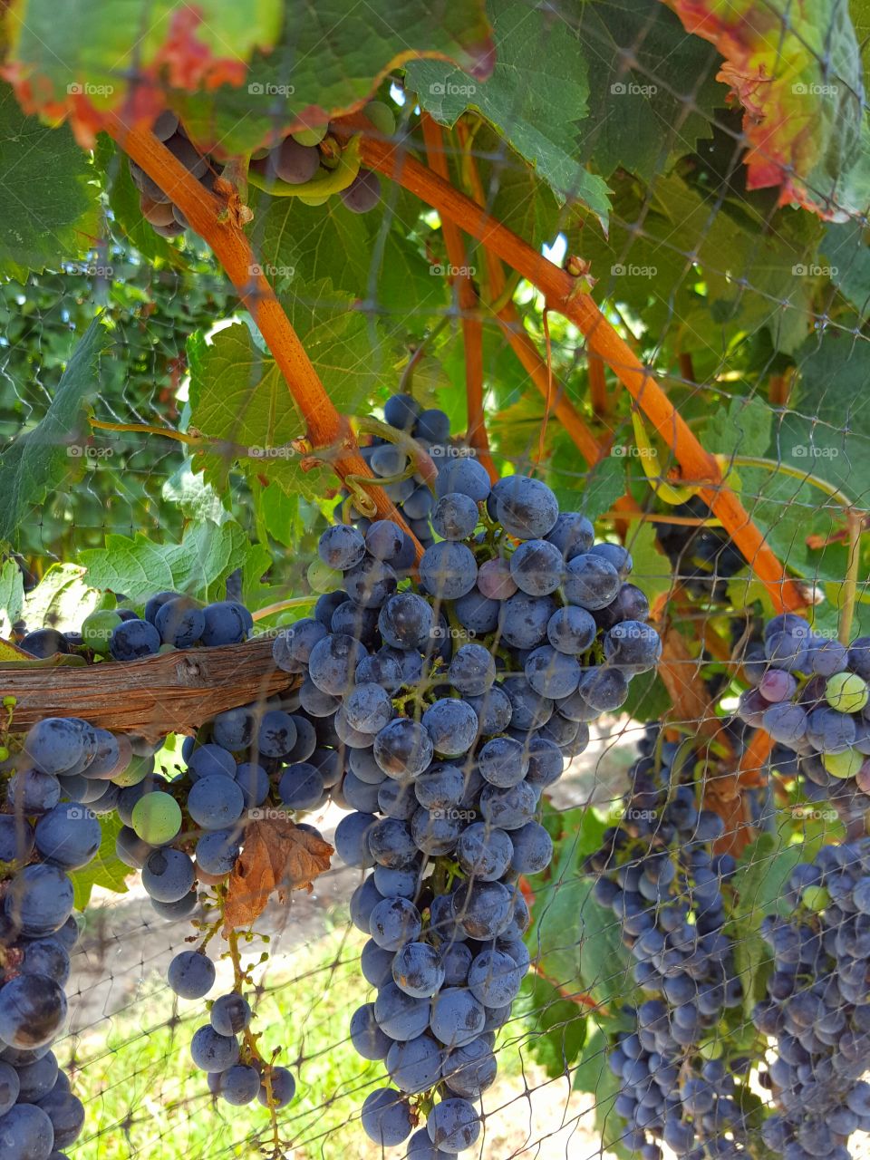 Close-up of bunch grapes