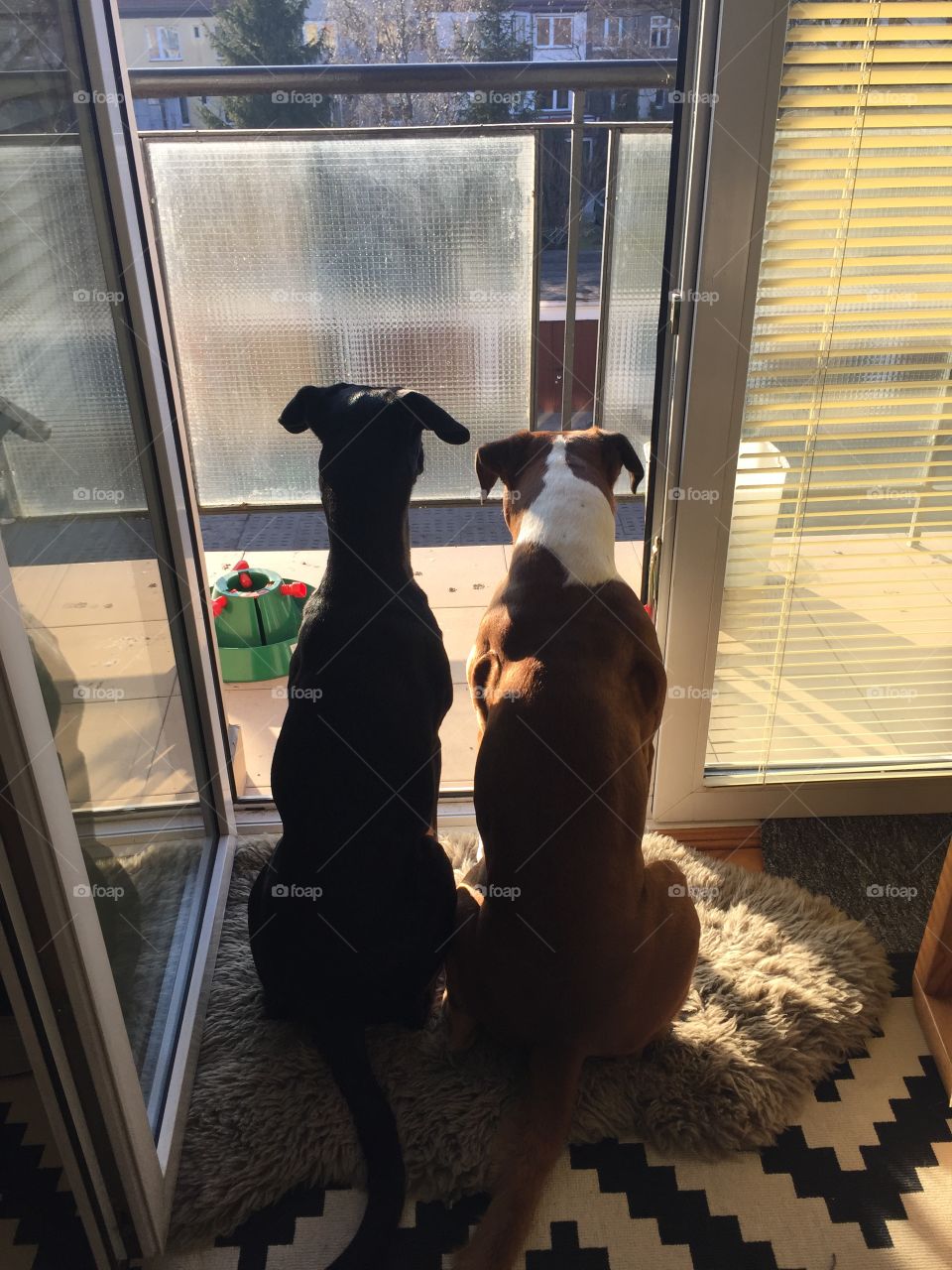 Rear view of a two dog sitting on carpet near balcony