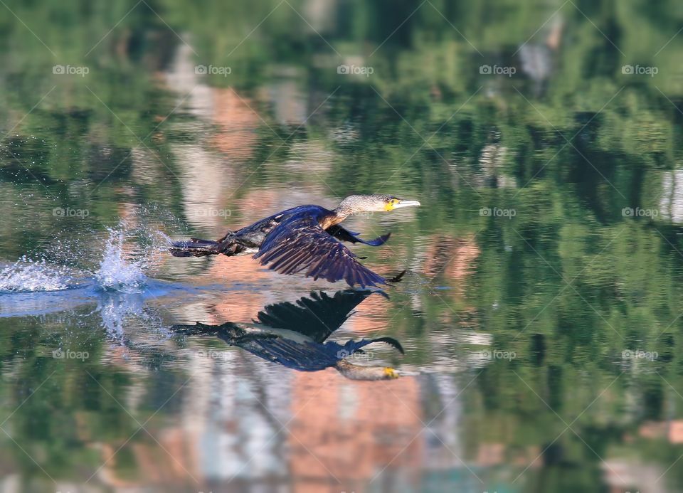 Cormorano in volo su specchio acque canale di calma di Genova 