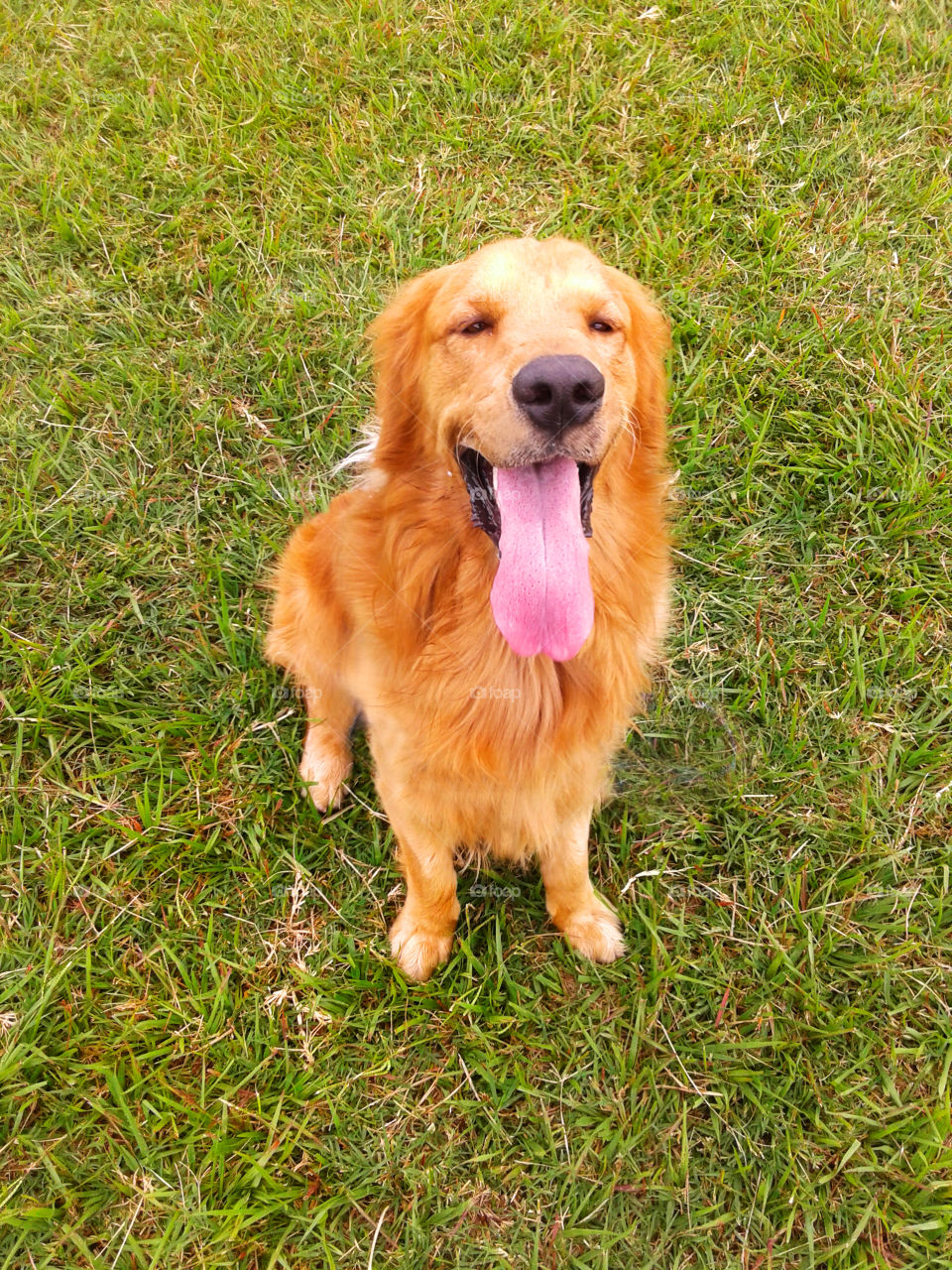 happy golden retriever