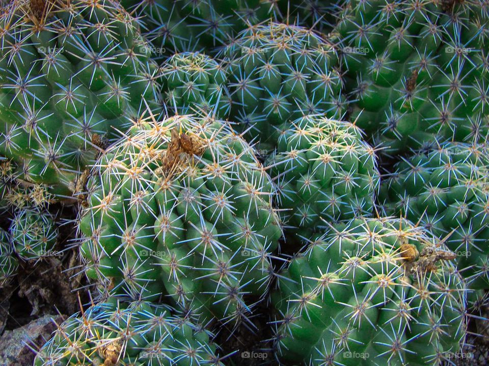 Cactus