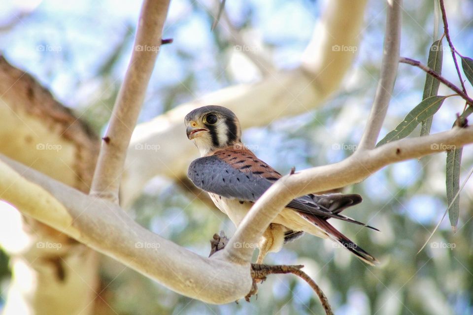 American Kestrel on the tree