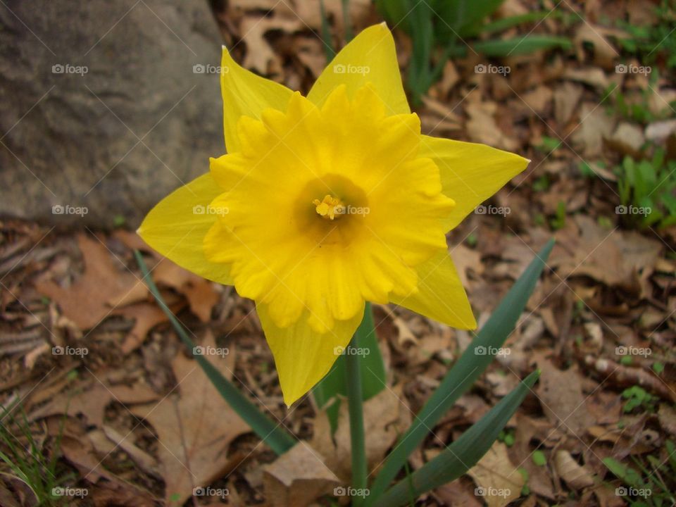 Yellow Daffodil flower 