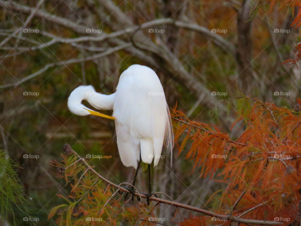 Great egret