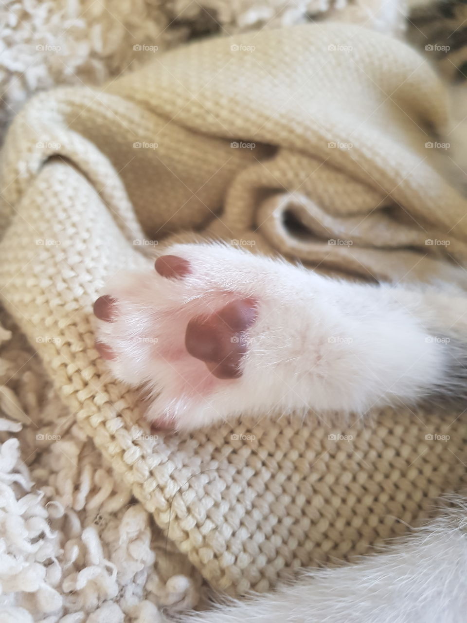 Kitten paw