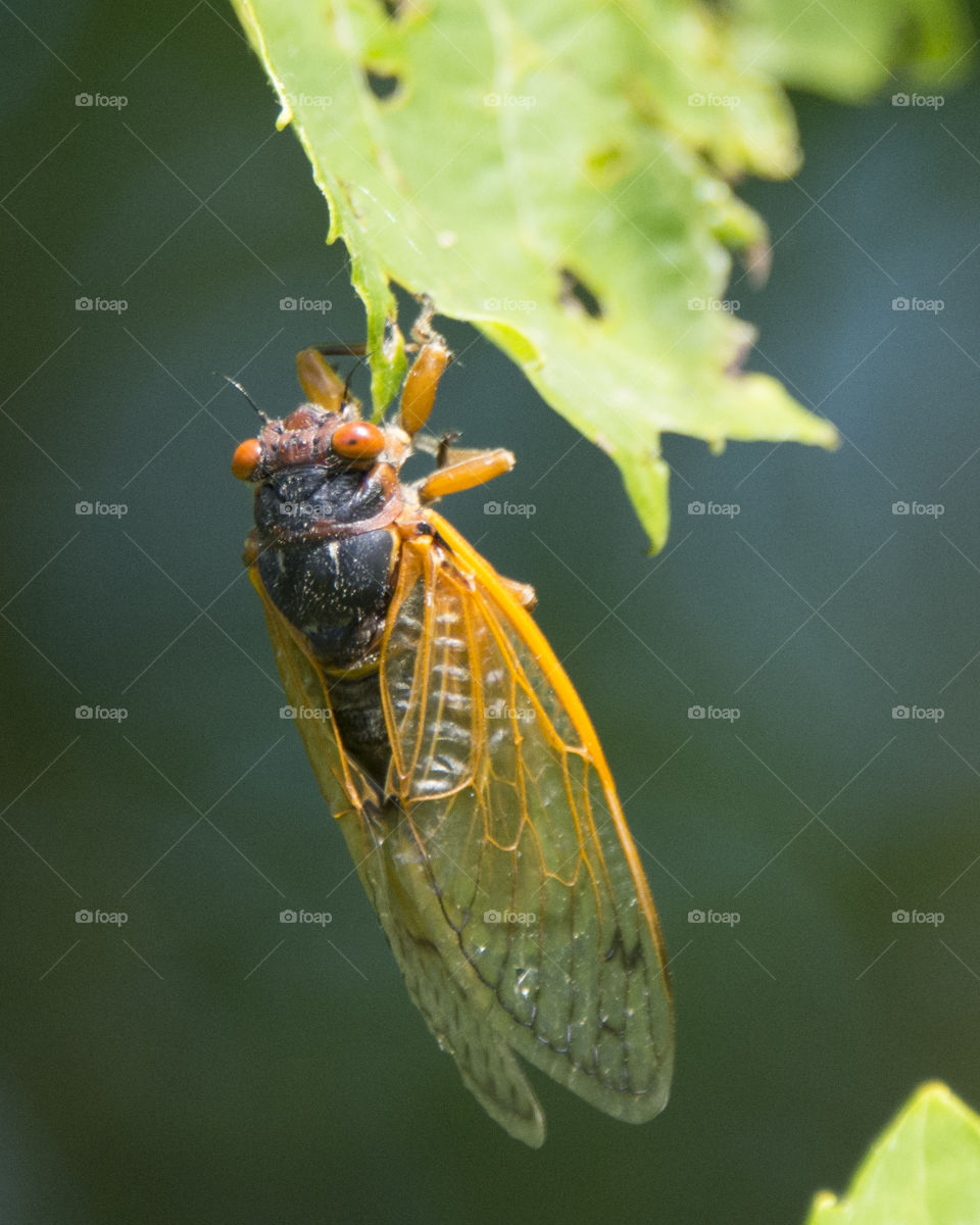 Cicada hanging on a leaf 