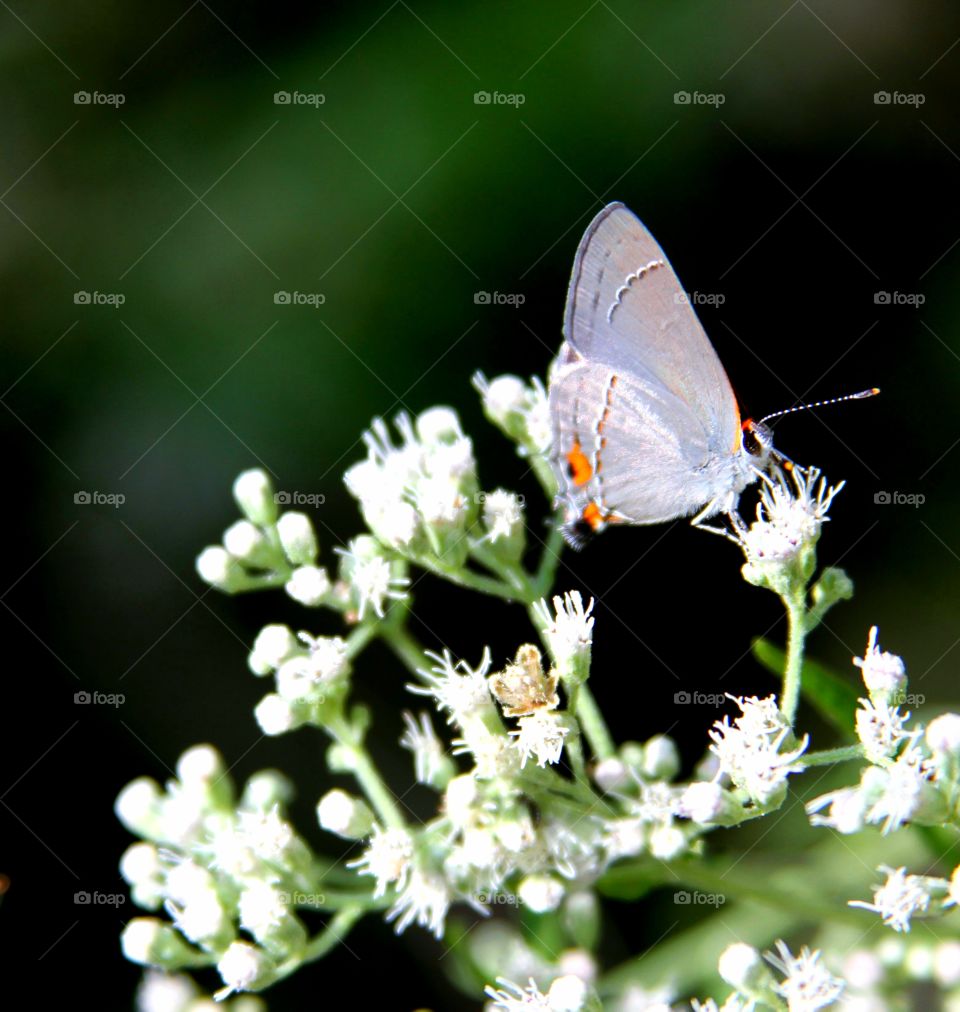 butterfly on white fl