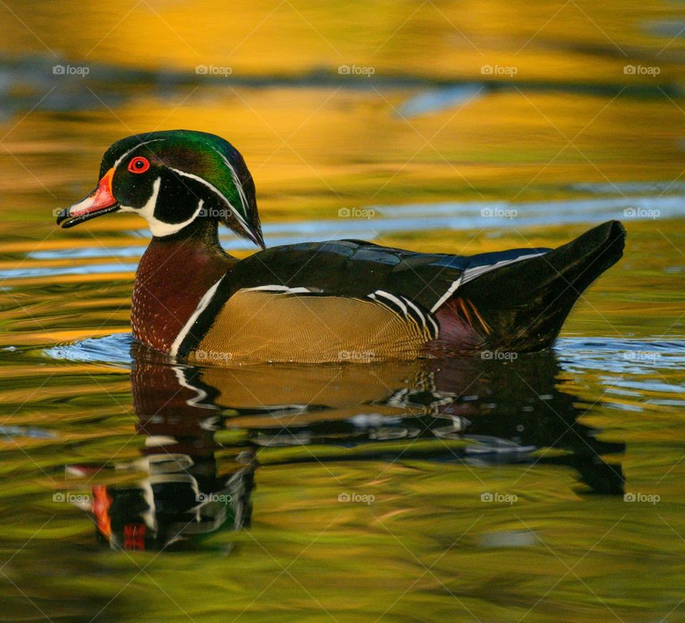 Wood duck on the water reflecting the fall colors