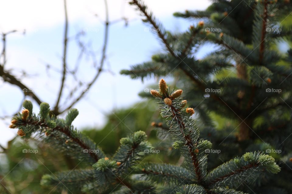 A nice fir-tree