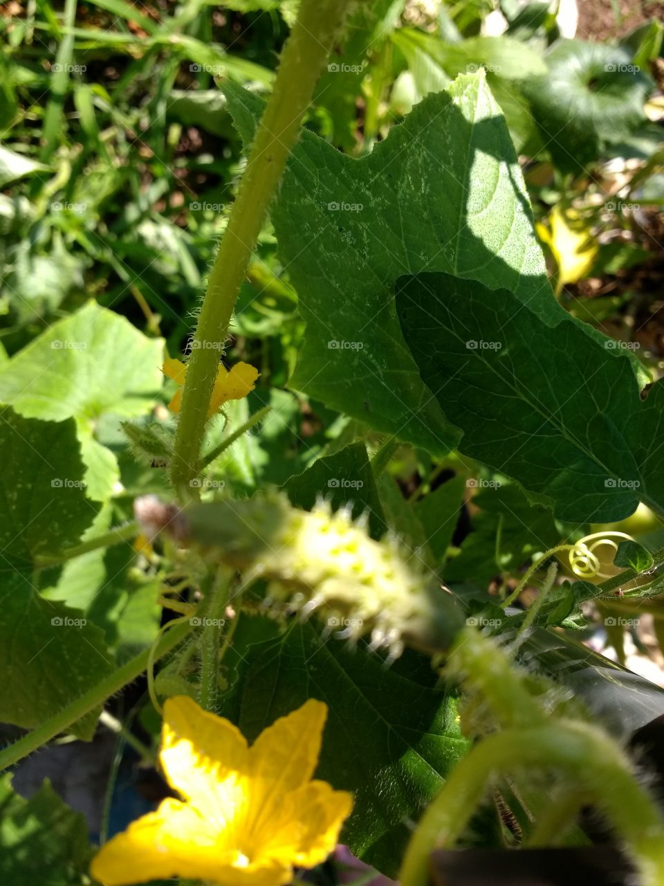 first cucumber forming on the vine