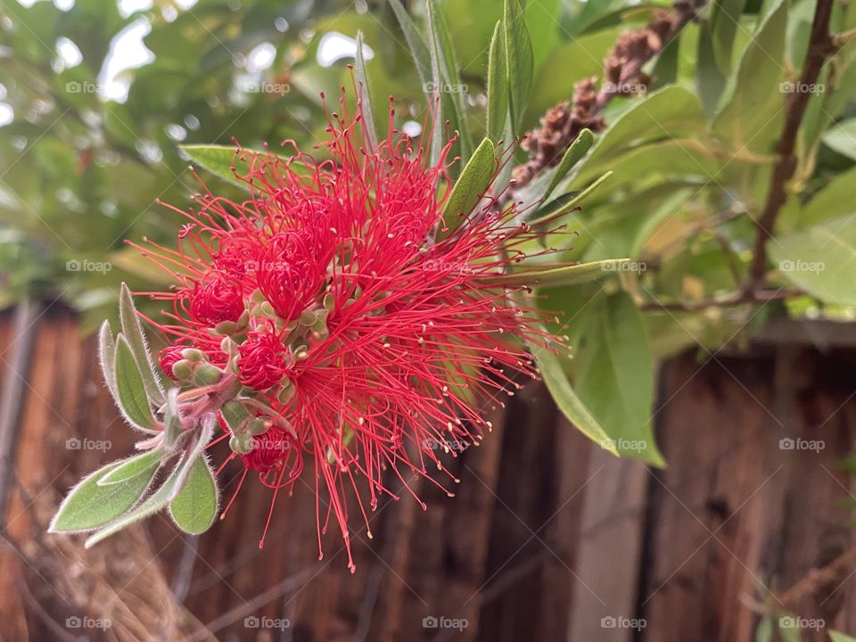 A bright red flower
