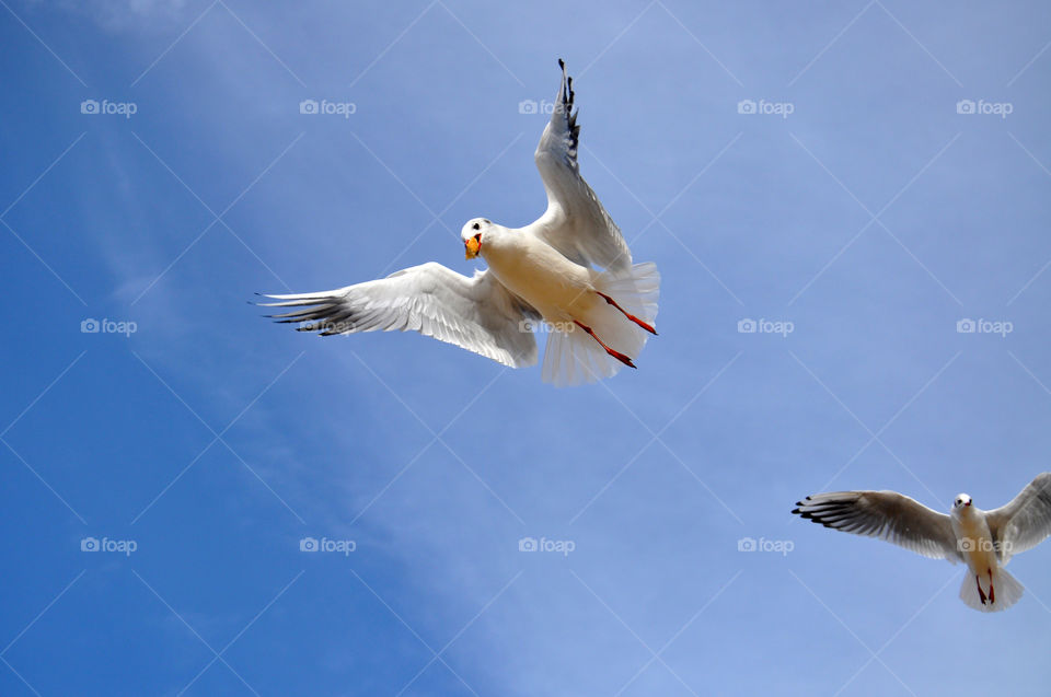 flying seagulls