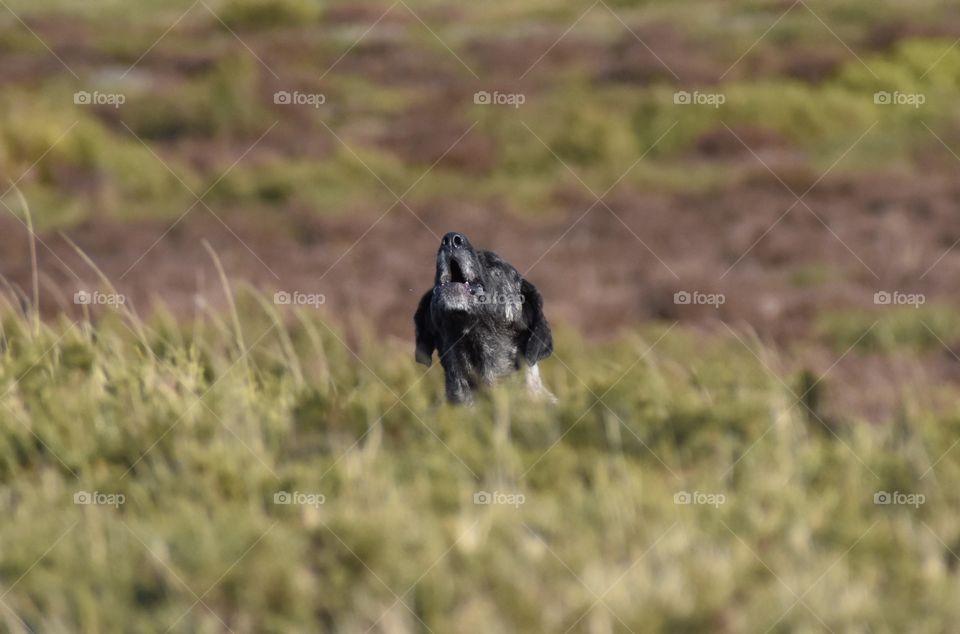 Shepherd dog howling on a mountain field