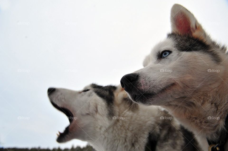Sleddogs