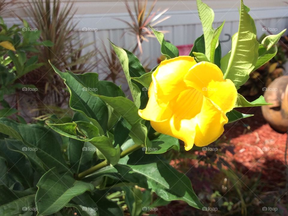 Pretty yellow flower