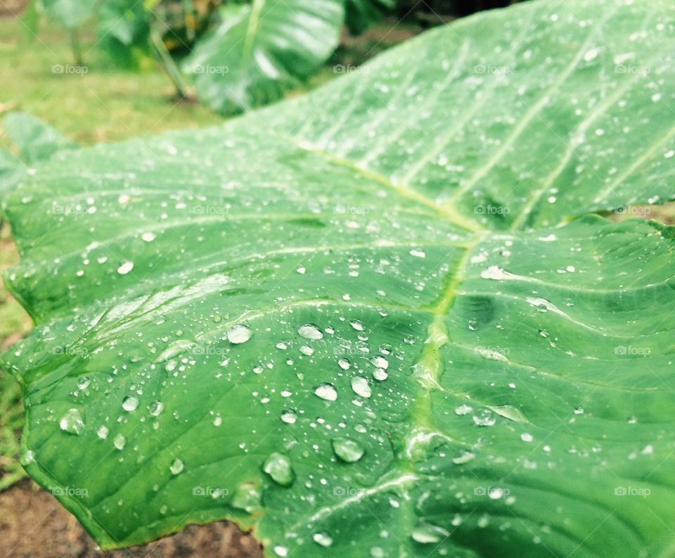 Rainy Day . An accumulated build up of rainfall droplets on this gorgeous green plant.