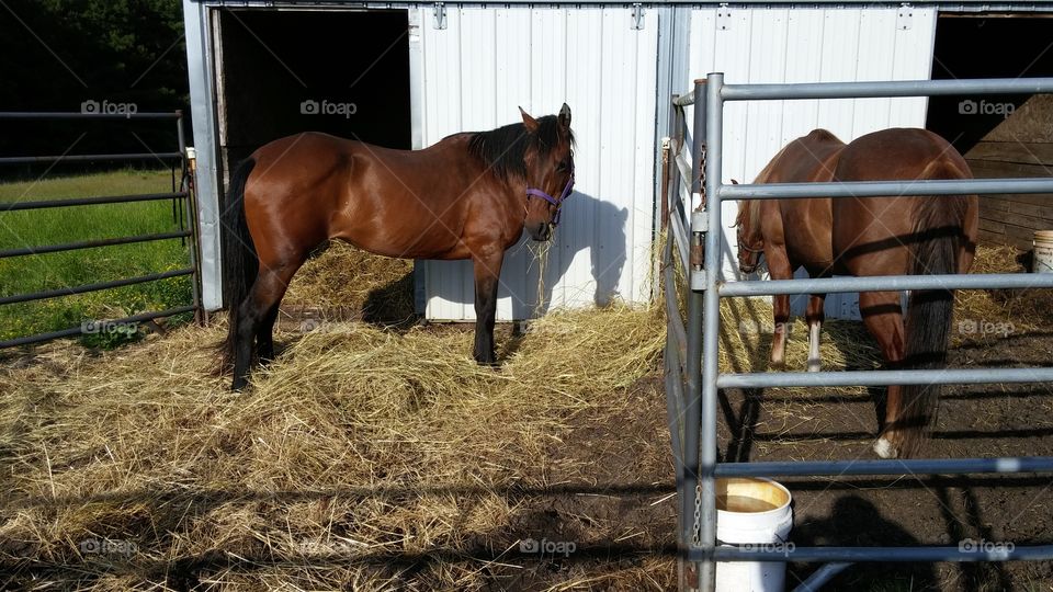 Cavalry, Mammal, Farm, Stable, Horse