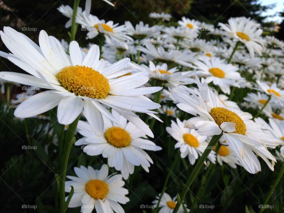 Field of daisies