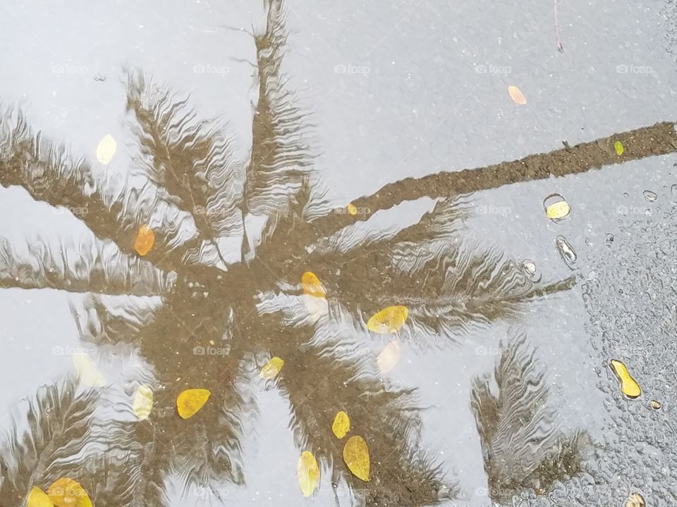 reflecting palm tree