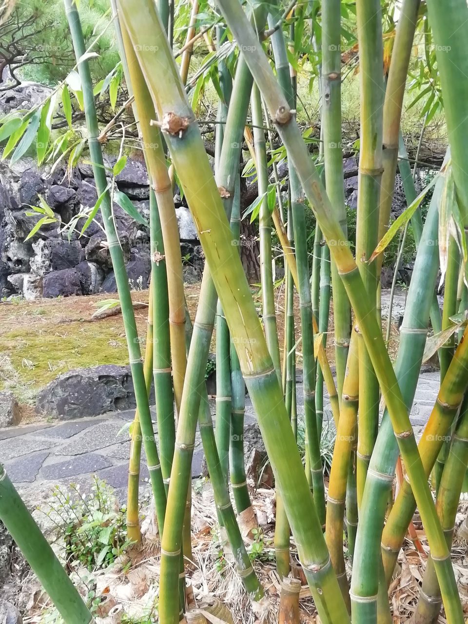 Bamboo