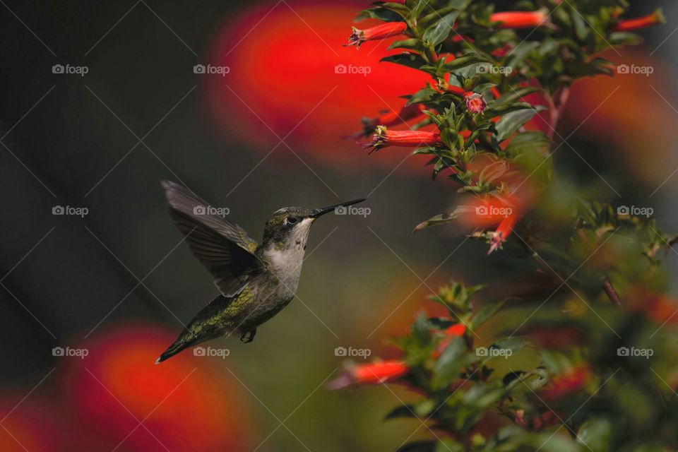 hummingbird in flight