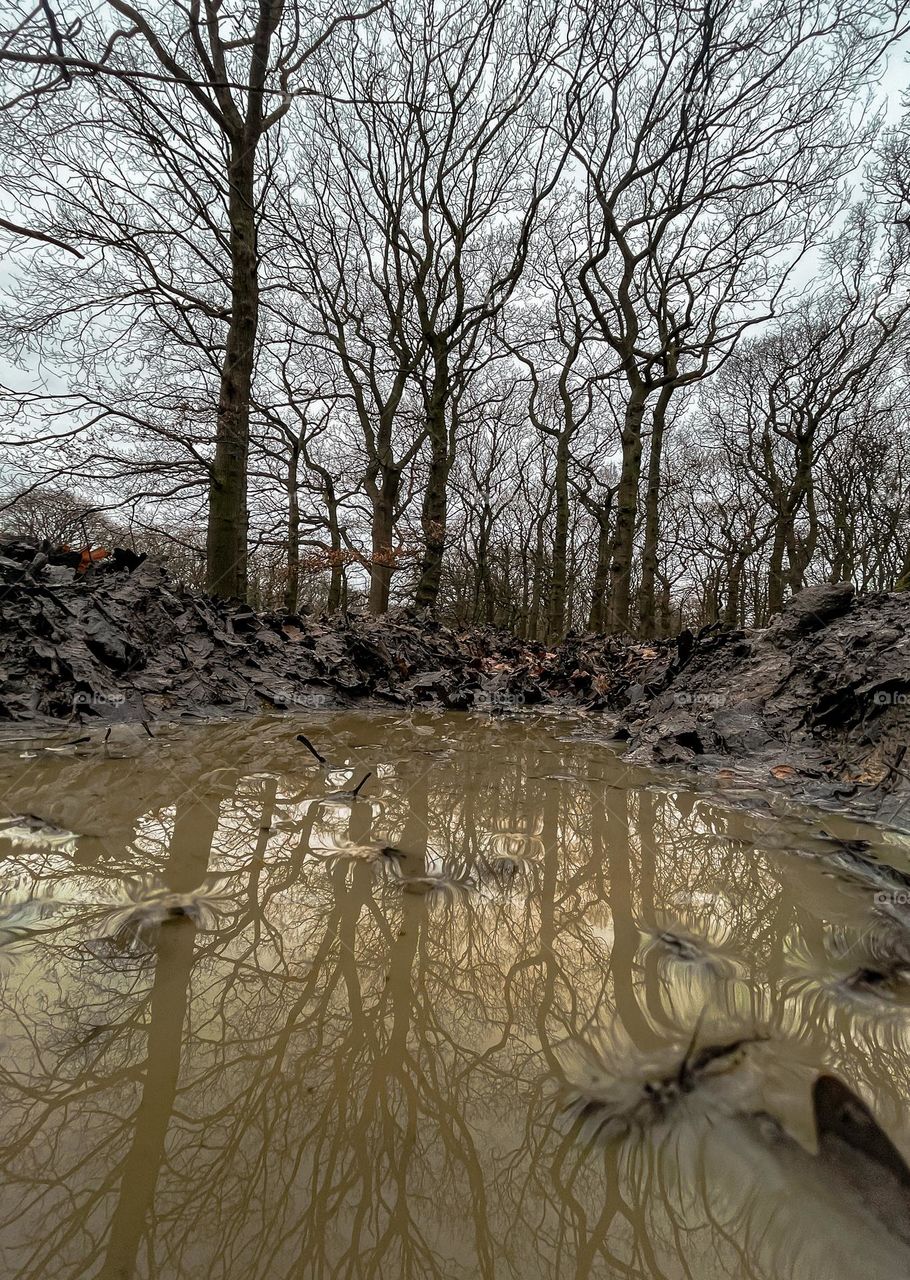 A muddy puddle reflecting woodland trees 