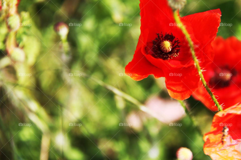 green nature flower red by pellepelle