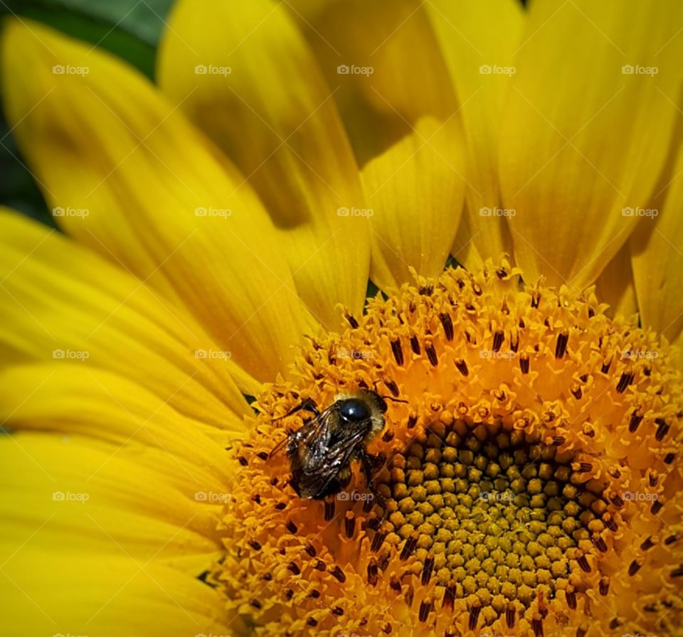 Macro shot of a Bee on a Sunflower