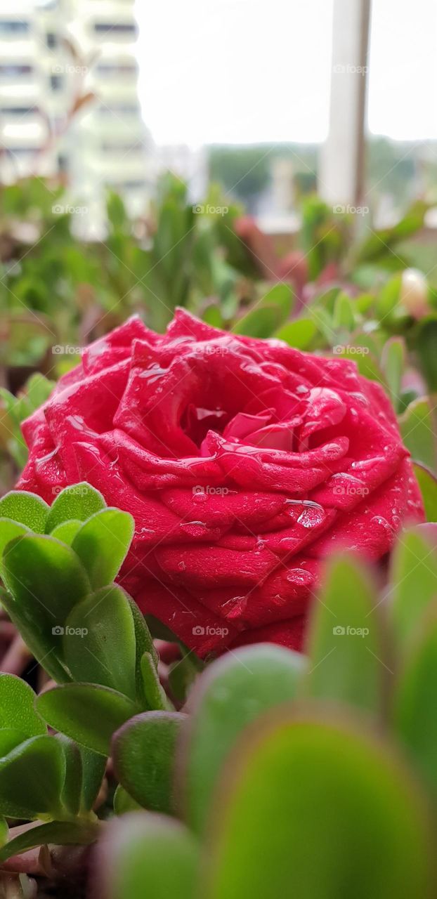 Red rose with water droplets on it