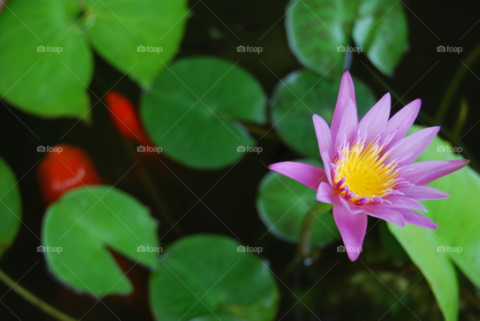 Blooming lotus