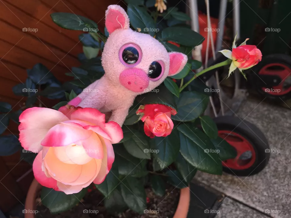 Blume 