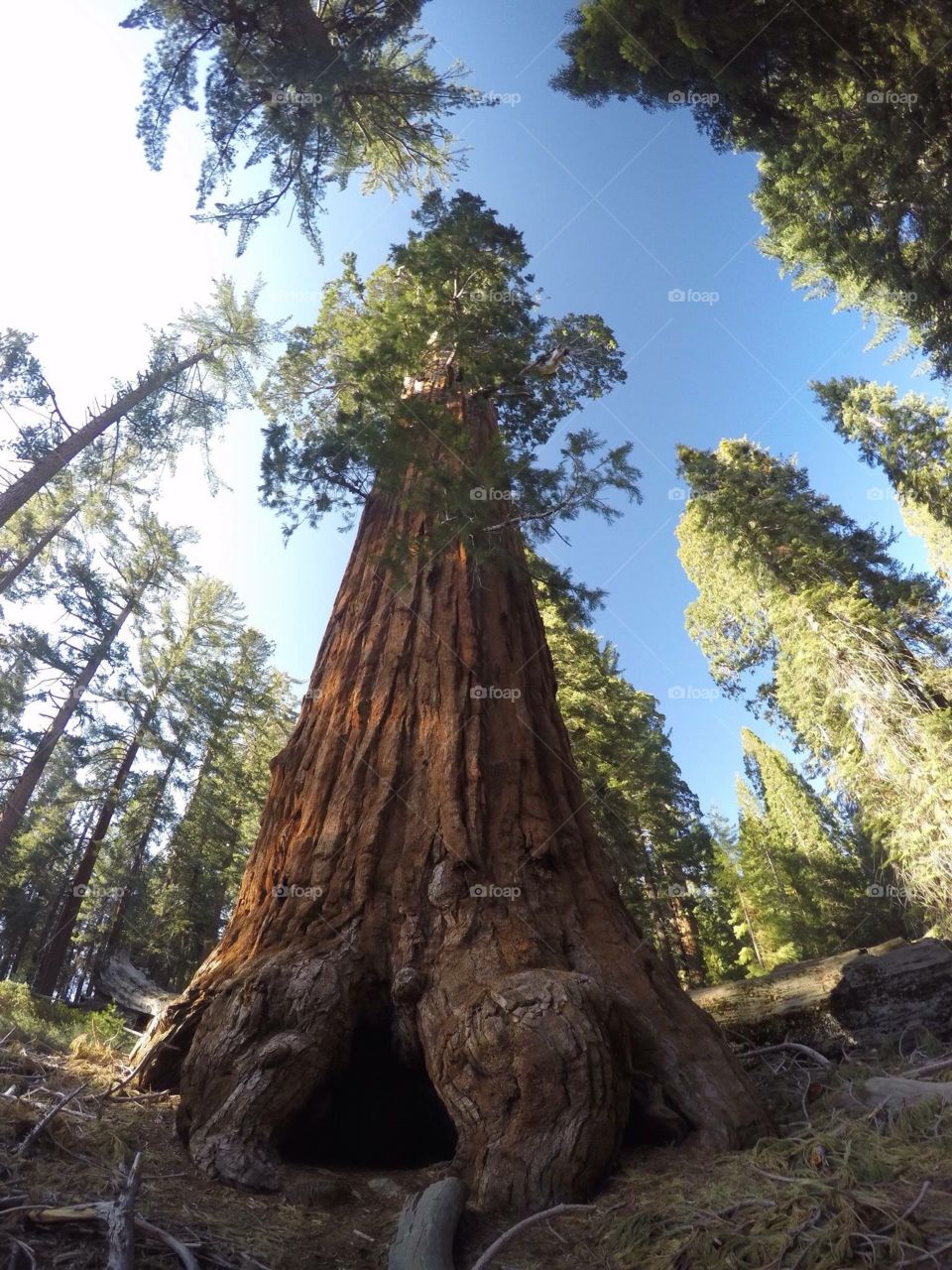 Sequoia 