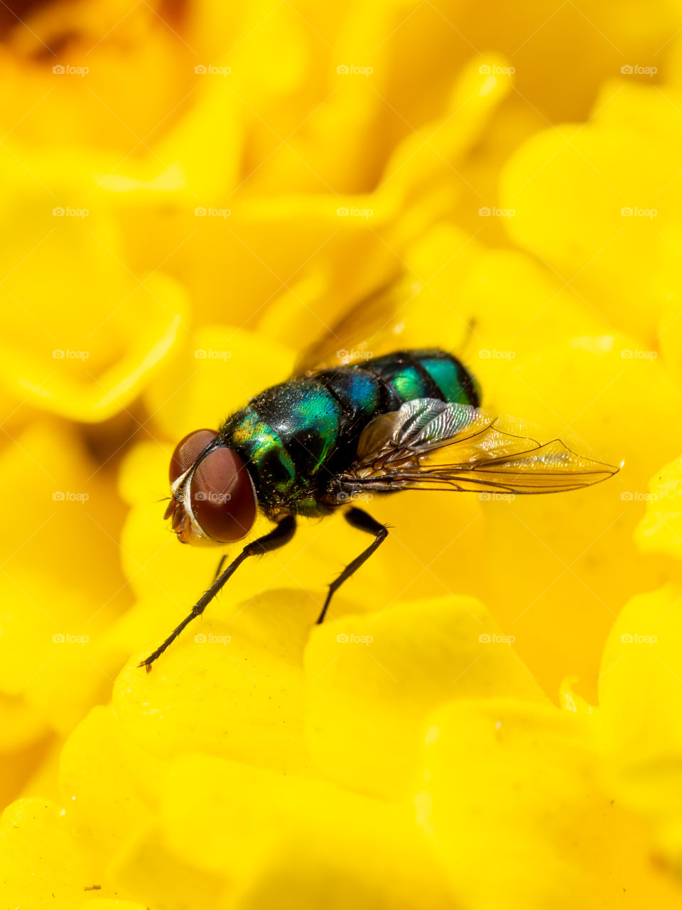 House fly