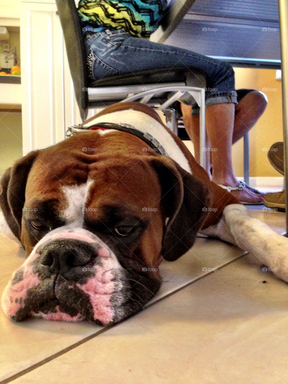 Dog laying down under a table in kitchen