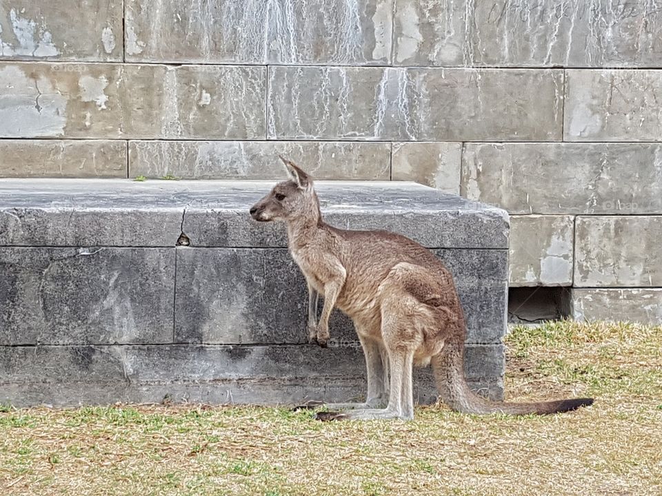 Wallaby