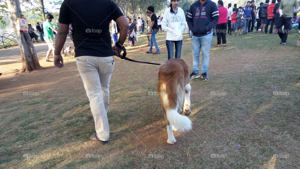 dogs show