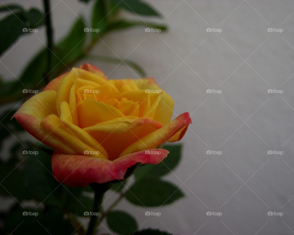 Orange rose