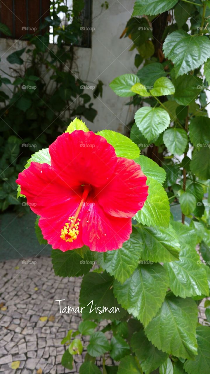 red Hibiscus