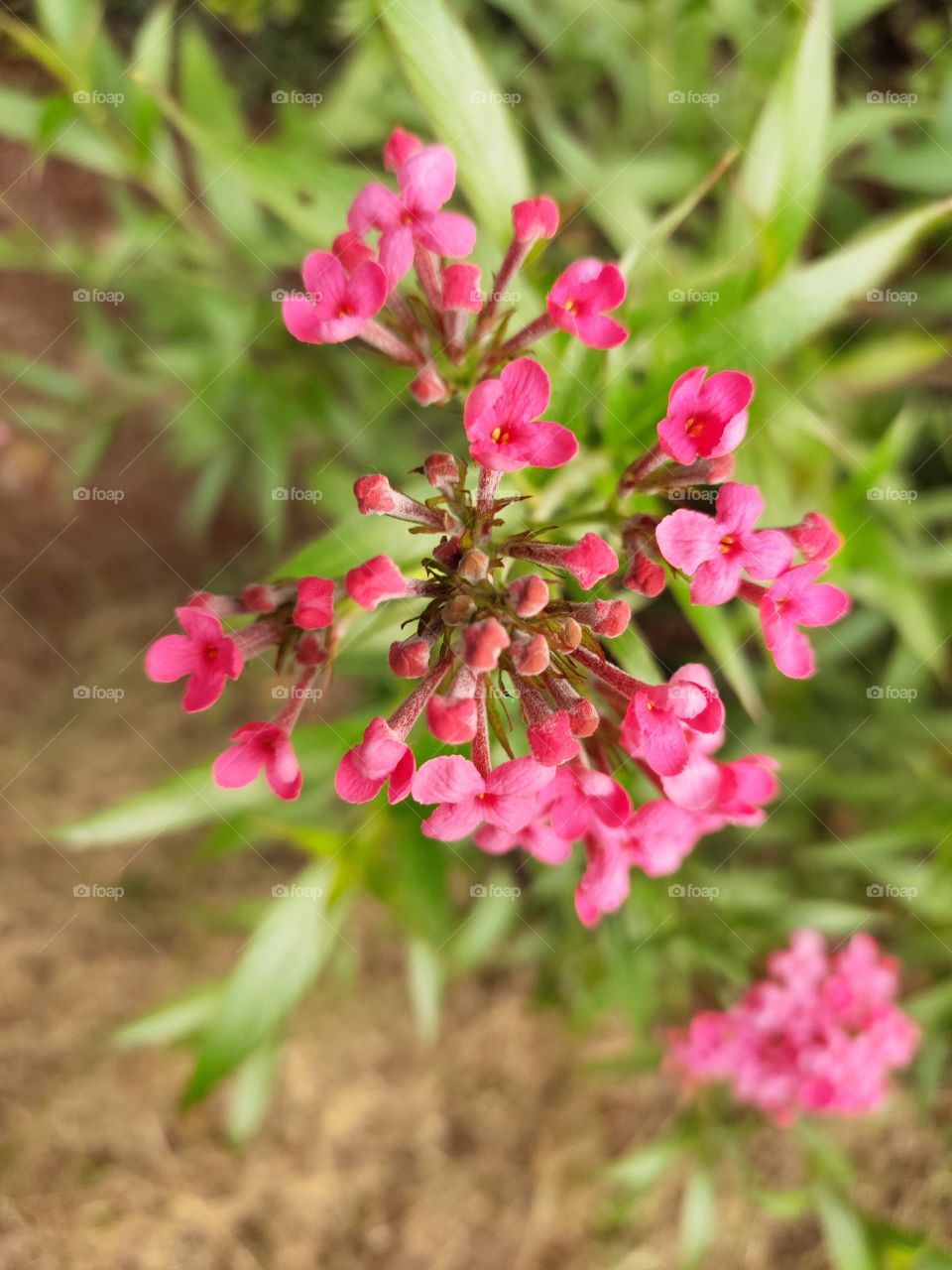 Beauty of Nature in Smiling flowers