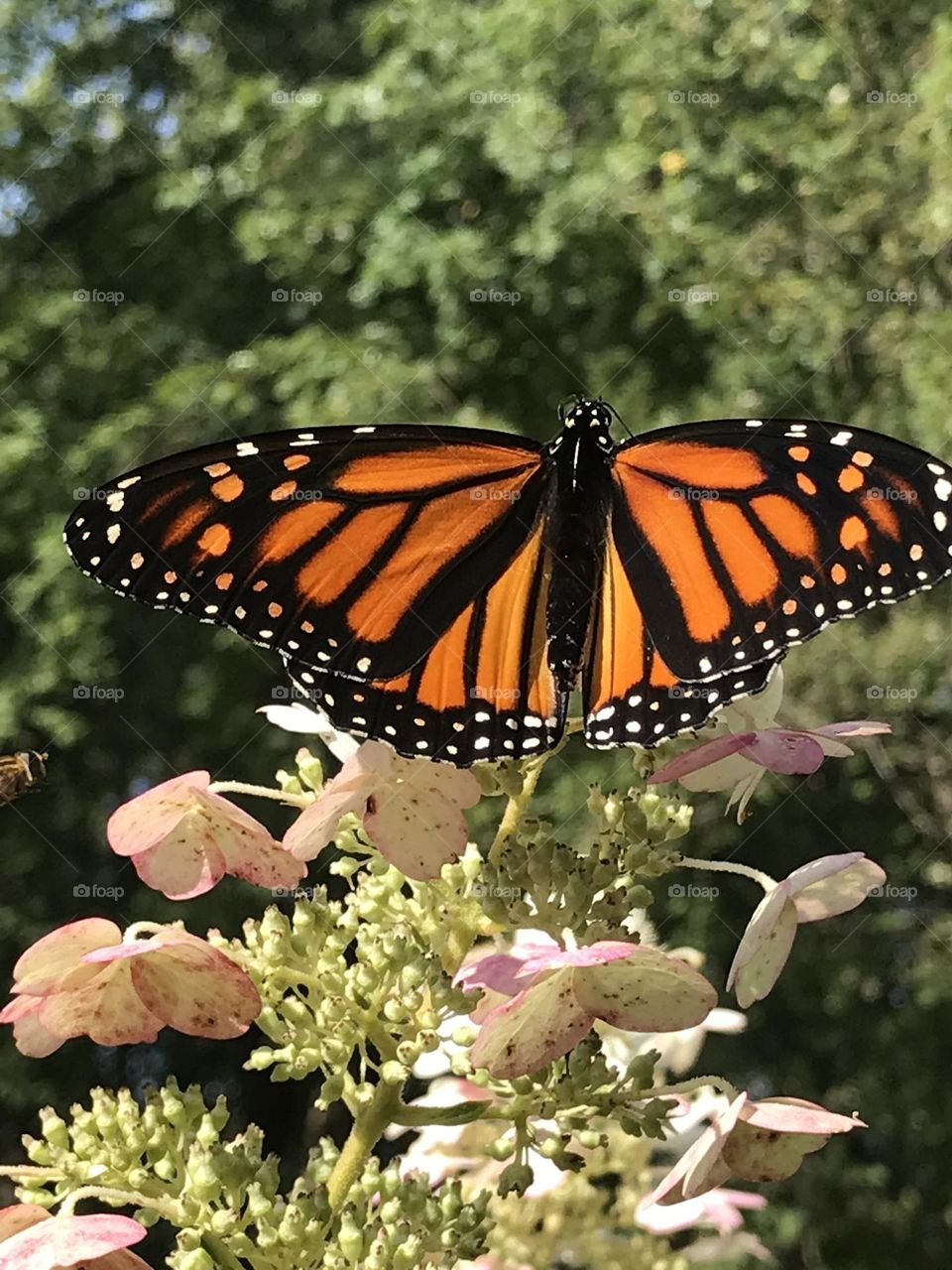 Monarch