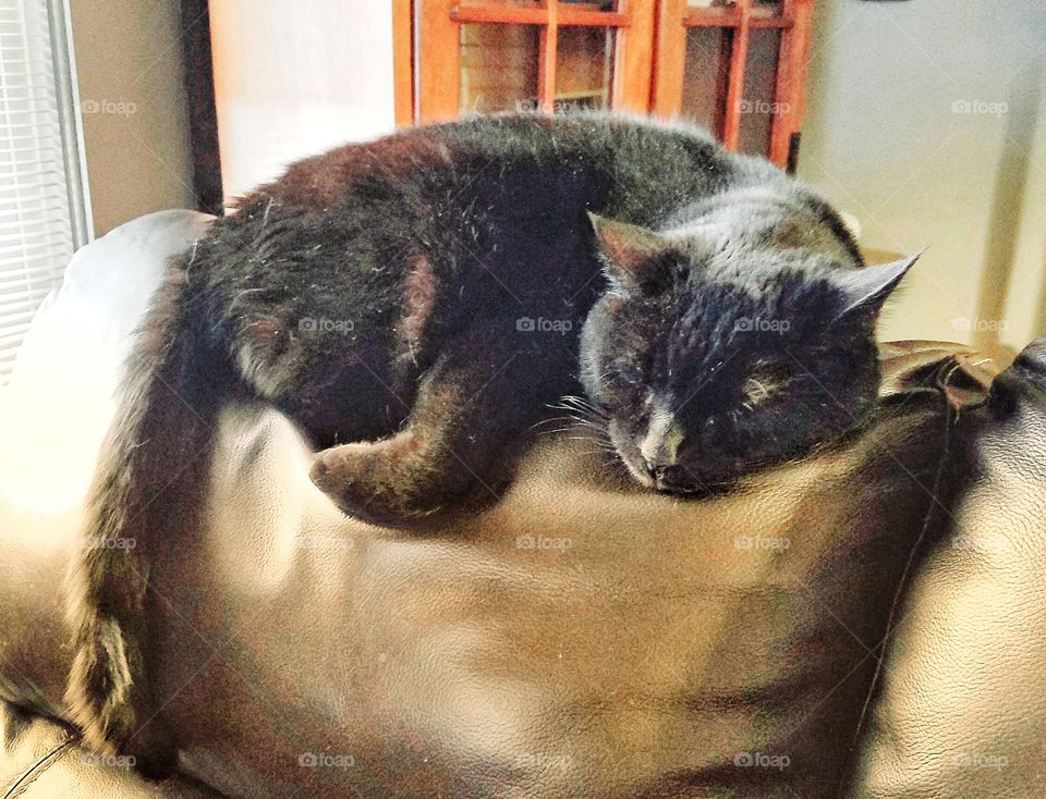 Black cat sleeping on back of brown leather couch.🐾