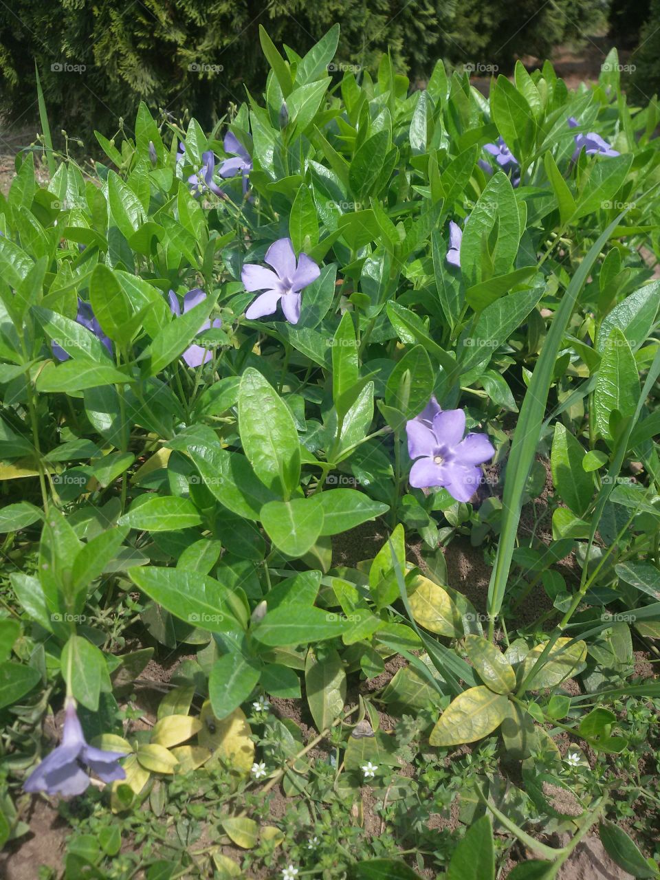 Purple flower in the garden velvet