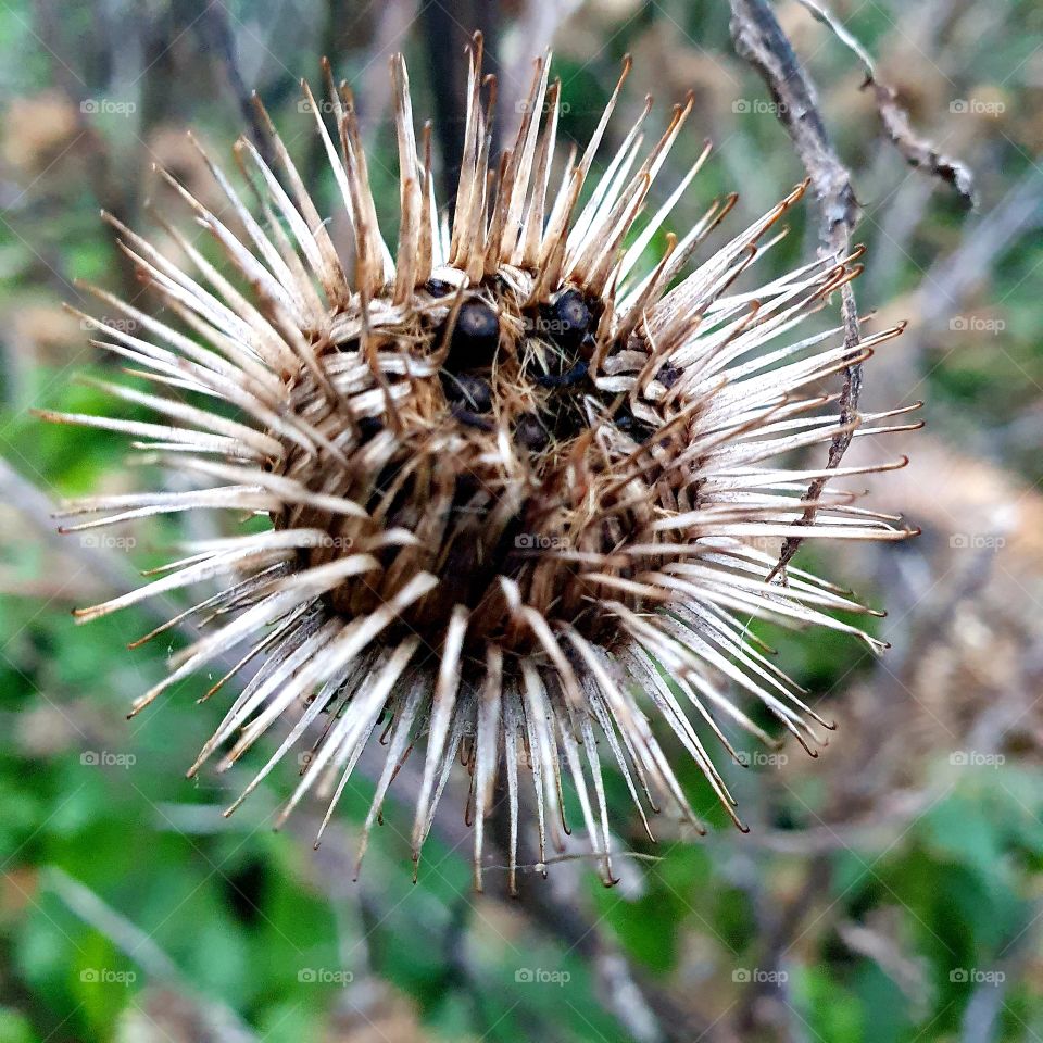 Texture, Winter plant - paste globule