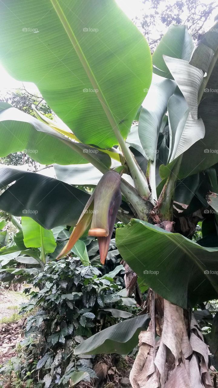 banana palmtree