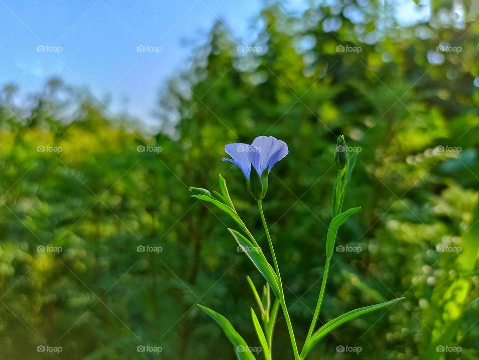 Flax, also known as common flax or linseed, is a flowering plant, Linum usitatissimum